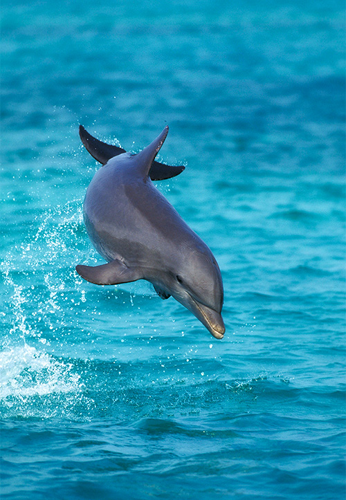 Dolphin Watching Maldives